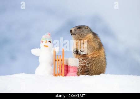 Alpenmurmeltier (Marmota marmota), Jungmurmeltier steht neben Schlitten, Winterstiefeln und Schneemann mit Mütze im Schnee und neigt sich ihm zu Stockfoto