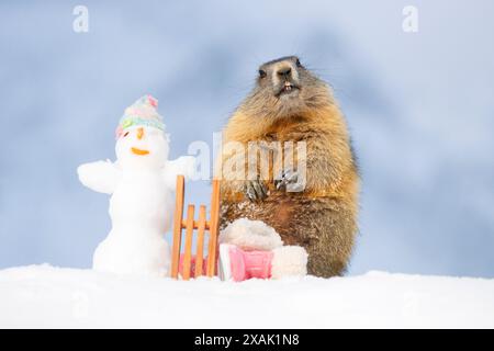 Alpines Murmeltier (Marmota marmota), junges Murmeltier steht neben Schlitten, Winterstiefeln und Schneemann mit Mütze im Schnee und schaut in die Kamera Stockfoto