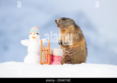 Alpenmurmeltier (Marmota marmota), Jungmurmeltier steht neben Schlitten, Winterstiefeln und Schneemann mit Mütze im Schnee und neigt sich ihm zu Stockfoto