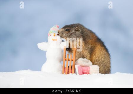 Alpenmurmeltier (Marmota marmota), Jungmurmeltier steht neben Schlitten, Winterstiefeln und Schneemann mit Mütze im Schnee und neigt sich ihm zu Stockfoto