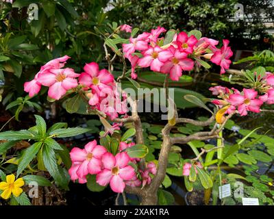 Wunderschöne rosa adenium Blumen wachsen im botanischen Garten Stockfoto