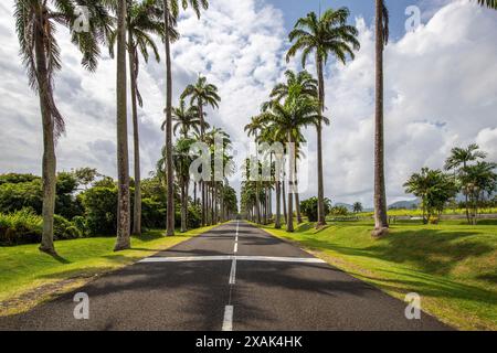 Die berühmte Palmenallee L'Allee Dumanoir. Landschaftsaufnahme von der Mitte der Straße in die Allee, aufgenommen an einem veränderlichen Tag auf Grand Terre, Guadeloupe, Karibik Stockfoto