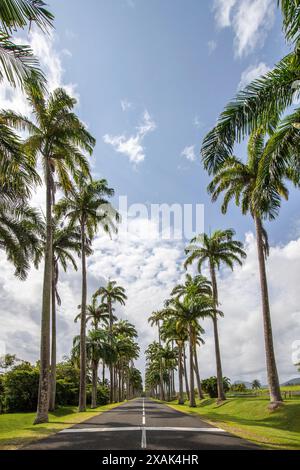 Die berühmte Palmenallee L'Allee Dumanoir. Landschaftsaufnahme von der Mitte der Straße in die Allee, aufgenommen an einem veränderlichen Tag auf Grand Terre, Guadeloupe, Karibik Stockfoto