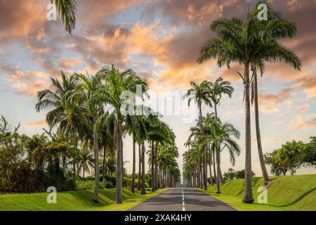 Die berühmte Palmenallee L'Allee Dumanoir. Landschaftsaufnahme von der Mitte der Straße in die Allee, aufgenommen bei einem fantastischen Sonnenuntergang. Grand Terre, Guadeloupe, Karibik Stockfoto