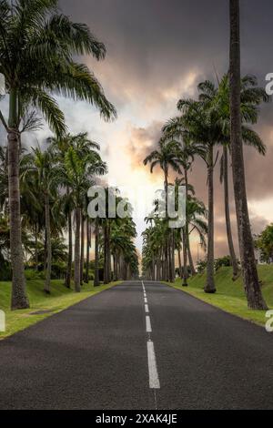 Die berühmte Palmenallee L'Allee Dumanoir. Landschaftsaufnahme von der Mitte der Straße in die Allee, aufgenommen bei einem fantastischen Sonnenuntergang. Grand Terre, Guadeloupe, Karibik Stockfoto