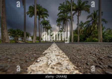 Die berühmte Palmenallee L'Allee Dumanoir. Landschaftsaufnahme von der Mitte der Straße in die Allee, aufgenommen bei einem fantastischen Sonnenuntergang. Grand Terre, Guadeloupe, Karibik Stockfoto