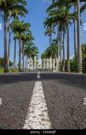 Die berühmte Palmenallee L'Allee Dumanoir. Landschaftsaufnahme von der Mitte der Straße in die Allee, aufgenommen an einem veränderlichen Tag auf Grand Terre, Guadeloupe, Karibik Stockfoto