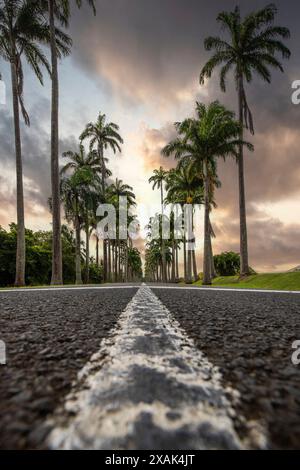 Die berühmte Palmenallee L'Allee Dumanoir. Landschaftsaufnahme von der Mitte der Straße in die Allee, aufgenommen bei einem fantastischen Sonnenuntergang. Grand Terre, Guadeloupe, Karibik Stockfoto