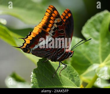 Weiblicher zweischwänziger Pascha-Schmetterling - Charaxes jasius thront auf einem frischen Feigenblatt. Frühsommer. Oeiras, Portugal. Stockfoto