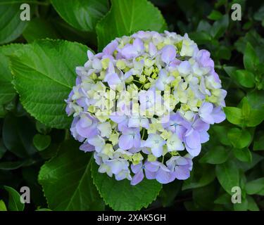 Mauve Hortensia - Hortensia - Hortensia Macrophylla Bush in Bloom, Sintra, Lissabon Portugal. Frühling. Eingeführt von den portugiesischen Azoren Stockfoto