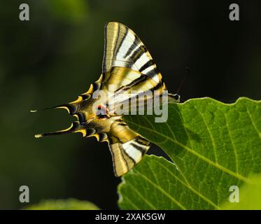 Perfektes Beispiel für einen seltenen Südstaaten-Schwalbenschwanz - Iphiclides feisthamelii. Gesichtet in Oeiras, Portugal. Unterflügel sichtbar. Flacher Fokus. Hintergrundbeleuchtet Stockfoto