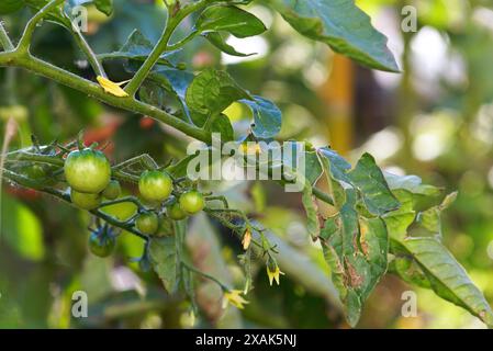 Anbau von Kirschtomaten im Garten - Nahaufnahme eines Busches. Blätter und kleine grüne Tomaten auf einem Zweig. Stockfoto