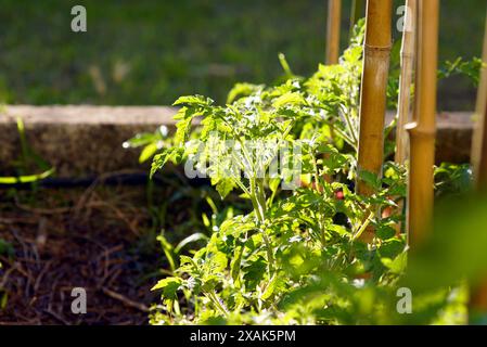 Junge niedrige Tomatensträucher, die in einer Reihe in einem Gartenbeet neben Bambuspads wachsen. Tomatensämlinge in offenem Boden gepflanzt. Stockfoto