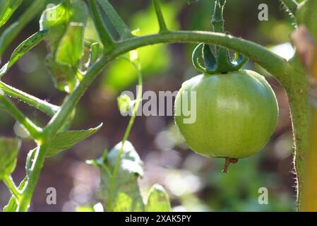 Eine große grüne Tomate hängt an einem Zweig - Foto aus nächster Nähe im Garten. Anbau von Bio-Gemüse. Stockfoto