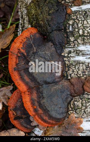 Nördlicher Zinnoberschwamm (Pycnoporus cinnabarinus) oder Zinnoberroter Tramete Stockfoto