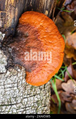 Nördlicher Zinnoberschwamm (Pycnoporus cinnabarinus) oder Zinnoberroter Tramete Stockfoto