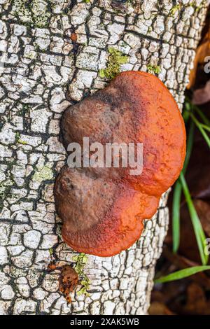 Nördlicher Zinnoberschwamm (Pycnoporus cinnabarinus) oder Zinnoberroter Tramete Stockfoto