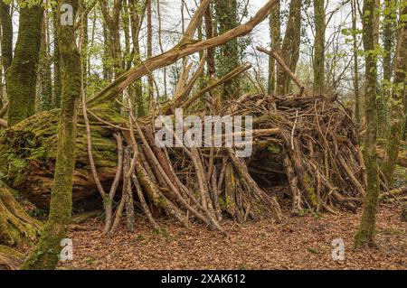 Unterschlupf aus Zweigen und einem umgefallenen Baum tief in Moosbewuchs Stockfoto
