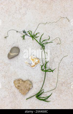 Blatt und Ranke einer Passionsblume, Stillleben Stockfoto