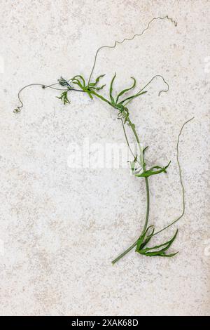 Blatt und Ranke einer Passionsblume, Stillleben Stockfoto