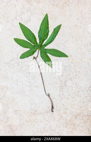 Blatt und Ranke einer Passionsblume, Stillleben Stockfoto