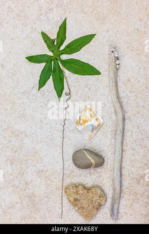 Blatt und Ranke einer Passionsblume, Flotsam und Jetsam, Stillleben Stockfoto