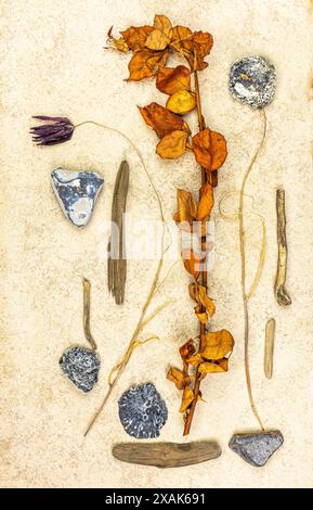 Eine Vielzahl von Objekten aus der Natur, getrocknete Rosenzweige, getrocknete Schachbrettblume, Flotsam, Treibholz, Muschelschale Stockfoto