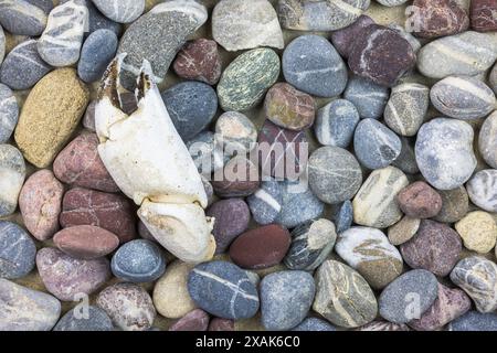 Sammlung von Objekten, die am Strand gefunden wurden, Stillleben Stockfoto