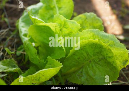 Junge Blätter von grünem Salat, die in einem Gartenbeet wachsen, Nahaufnahme. Bio-Grünpflanzen auf offenem Boden anbauen. Stockfoto