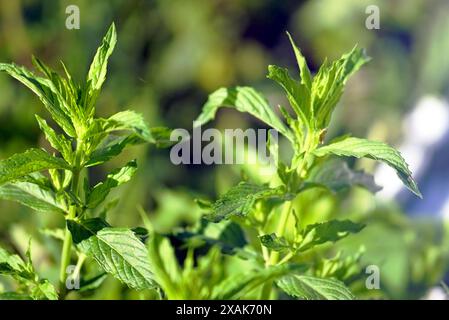 Nahaufnahme von Zweigen der Mentha longifolia-Pflanze, auch bekannt als Brookminze. Minzblätter, die von der Sonne beleuchtet werden. Stockfoto
