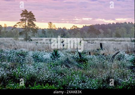 Baumwoll-Gras blüht (Obststand) im Pietzmoor bei Schneverdingen im Frühjahr Stockfoto