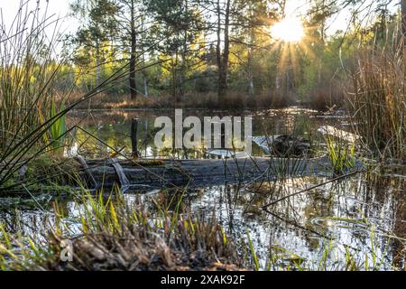 Europa, Deutschland, Baden-Württemberg, Schönbuch, Bebenhausen, Birkensee im Naturpark Schönbuch bei Sonnenuntergang Stockfoto