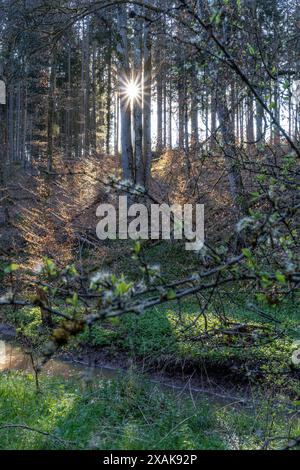 Europa, Deutschland, Baden-Württemberg, Schönbuch, Bebenhausen, sonnige Waldszene im Naturpark Schönbuch Stockfoto