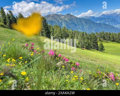 Europa, Österreich, Tirol, Ötztaler Alpen, Ötztal, Oetz, blühende Bergblumen im Skigebiet Hochötz im vorderen Ötztal Stockfoto