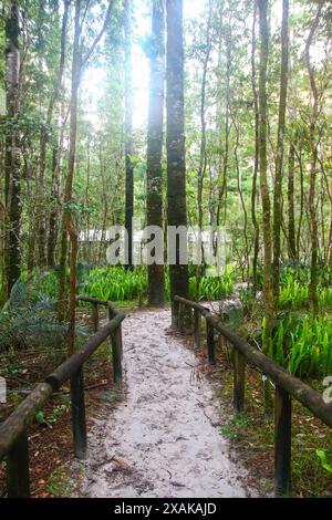 Central Station, das ehemalige Zentrum der Forstwirtschaft im Herzen des Regenwaldes von Fraser Island, der größten Sandinsel der Welt Stockfoto