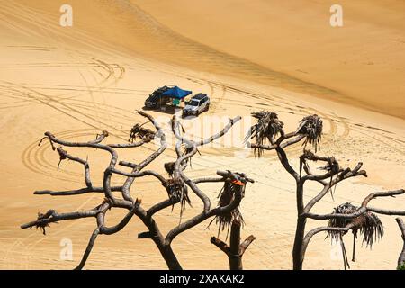 Geländewagen campen am Strand unterhalb von Indian Head, einer Landzunge an der Ostseite von Fraser Island (K'gari) vor der Küste von Queensland, Austr Stockfoto