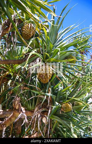 Hala-Frucht (Pandanus tectorius oder Schraubenkiefer), die in einer Küstenniederung des Kingfisher Bay Resort an der Westküste von Fraser Islan wächst Stockfoto