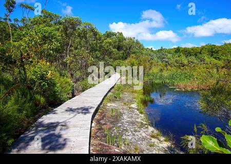 Promenade des Naturlehrpfads vorbei an einem Sumpf im Kingfisher Bay Resort an der Westküste von Fraser Island in Queensland, Australi Stockfoto