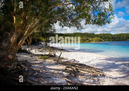 Eukalyptusbäume am Strand von Lake McKenzie (Boorangoora) auf Fraser Island (K'gari), einem hoch gelegenen See aus reinem türkisfarbenem Süßwasser, umgeben von reinem Wasser Stockfoto