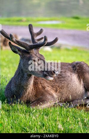 Rothirsch weidet auf Küstenrasen in Applecross, Schottland auf der Route der Nordküste 500. Stockfoto