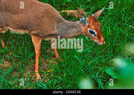 Eine Nahaufnahme einer Dik-Dik, einer kleinen Antilope, die auf grünem Gras in einem natürlichen Lebensraum weidet. Stockfoto