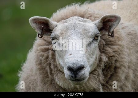 Schafe auf Clachtoll Beach Landzunge auf der North Coast 500 Route, Lairg, Schottland. Stockfoto