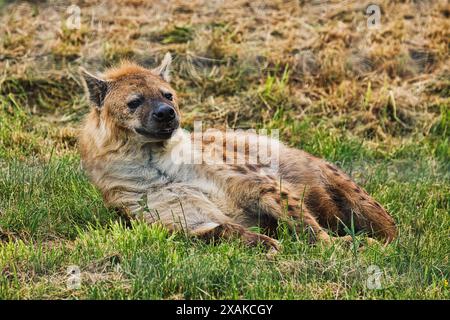 Eine Hyäne, die in einem natürlichen Lebensraum auf dem Gras liegt und entspannt und zufrieden aussieht. Stockfoto