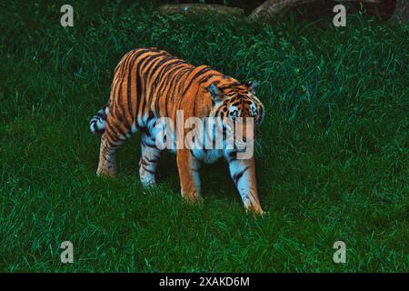 Ein Tiger, der durch üppiges grünes Gras wandert und sein leuchtendes orange und schwarz gestreiftes Pelz zeigt. Stockfoto