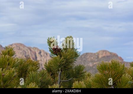 Nahaufnahme der weißen Tanne im Chiricahua National Monument Stockfoto