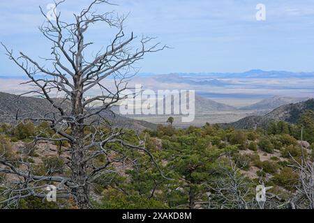 Sky Island Mountains im Wüstental vom Baumskelett in den Chiricahua Mountains im Süden Arizonas Stockfoto