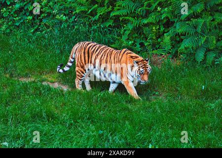 Ein Tiger, der durch üppiges grünes Gras und Laub spaziert, mit seinen majestätischen Streifen und seiner kraftvollen Bauweise. Stockfoto