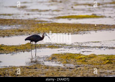 Hochglanzibis (Plegadis falcinellus) in einem Reisfeld mit Wasser im Ebro-Delta (Montsià, Tarragona, Katalonien, Spanien) ESP: Morito Común al Delta Ebro Stockfoto