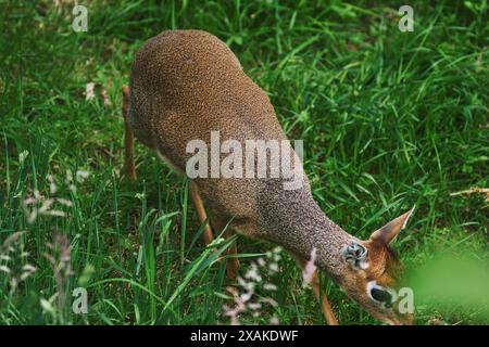 Eine Nahaufnahme einer kleinen Antilope, die auf einem Grasfeld weidet. Die Antilope hat ein braunes Fell mit einer leicht rauen Textur und ist von sattem Grün umgeben Stockfoto
