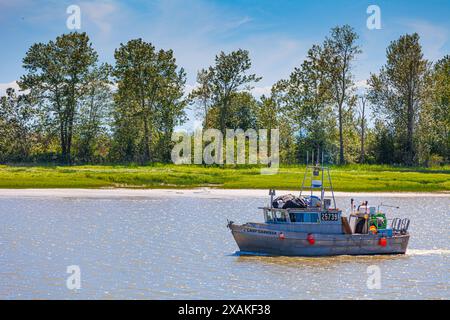 Kleines kommerzielles Fischerboot, das zum Hafen von Steveston in British Columbia, Kanada, zurückkehrt Stockfoto